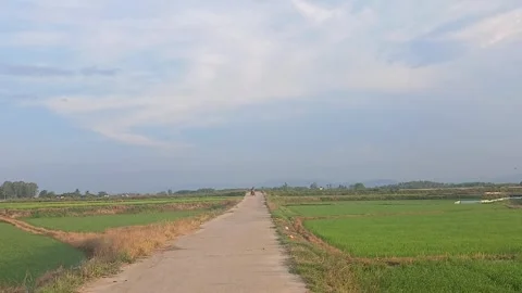 Long Rural Road Between Rice Fields in Vietnamese Countryside Stock-Footage 337774040