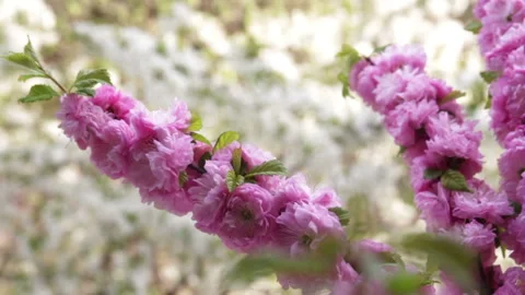 Long sakura tree branches with blooming tender pink flowers Stock Footage 135132301