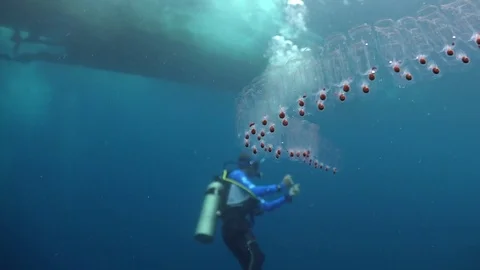Long salp with scuba diver Stock Footage 81272206
