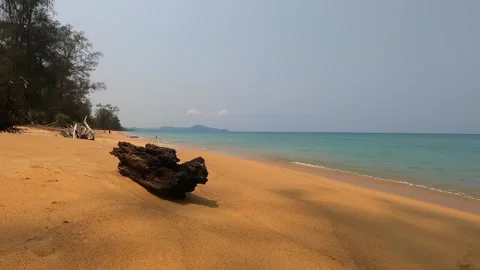 Long sandy sea beach on which dry trees lie. Stock Footage 242166523