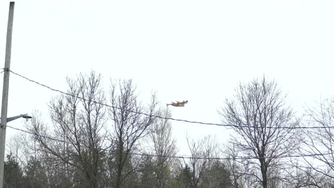 Long sequence of Sopfeu airplane dropping water on Ripon fire in Canada Stock Footage 133971361