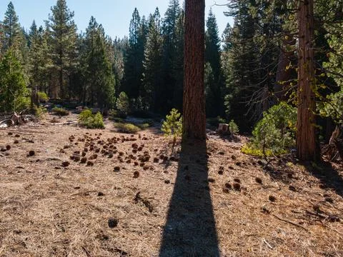 Long Shadow Cast Across a Pinecone-Covered Forest Floor in the Sierra Nevada Stock Photos