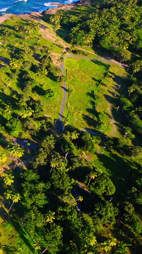 Long shadow cast by palm tree over green park, Puerto Rico Vertical video. Stock Footage 342273922