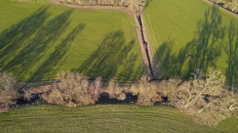 Long shadow trees Video stock 234329399