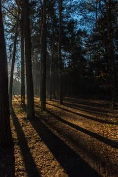 Long shadow of trees on the forest floor Foto stock