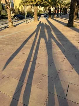 Long Shadows on the Boulevard Stock Photos