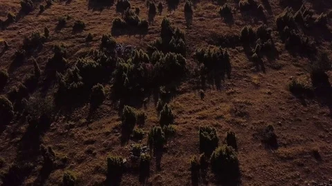 Long shadows from bushes and trees on golden hill and misty mountains in the Stock Footage 82843656