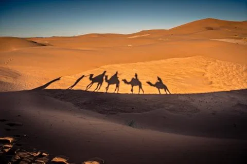 Long shadows of camel caravan in the desert Stock Photos