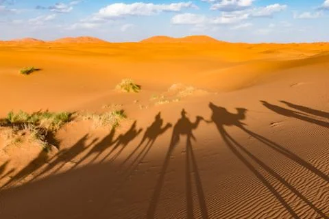 Long shadows of camel caravan, Erg Chebbi, Sahara desert, Merzouga, Morocco Foto stock