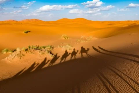 Long shadows of camel caravan, Erg Chebbi, Sahara desert, Merzouga, Morocco Foto stock
