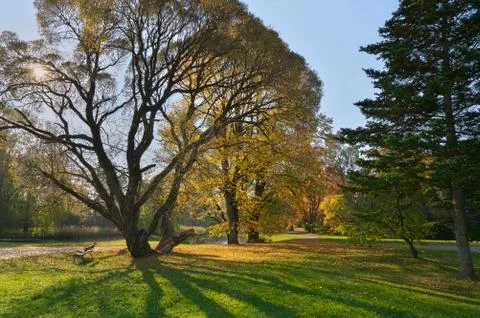 Long shadows falling from an old tree in park on sunny autumn day Stock Photos