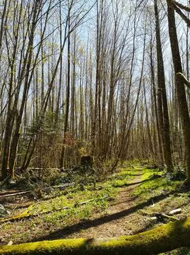 Long shadows in a forest in early springtime Stock Photos