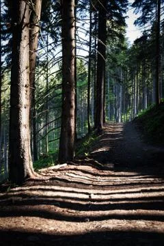 Long shadows on a forest path Stock Photos