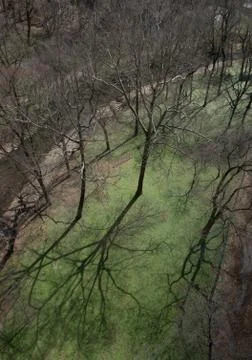 Long shadows from leafless trees with creek Stock Photos