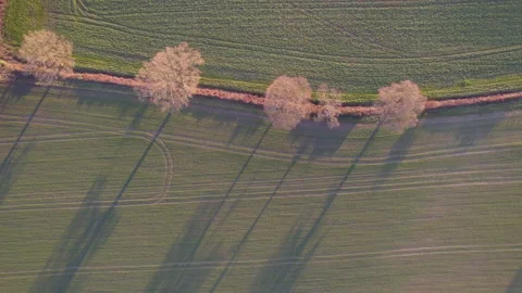 Long shadows at sunset Video stock 234329244