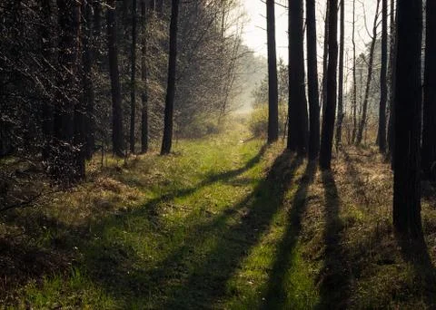 Long shadows of trees in the forest. Stock Photos