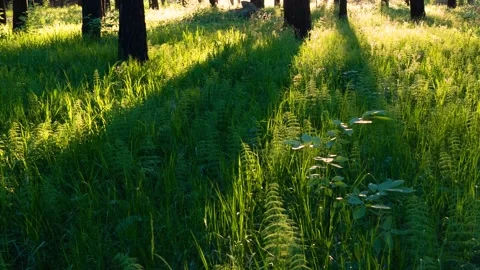 Long shadows from the trees. Grass sways, lit by the evening sun. The bright Video stock 133788951