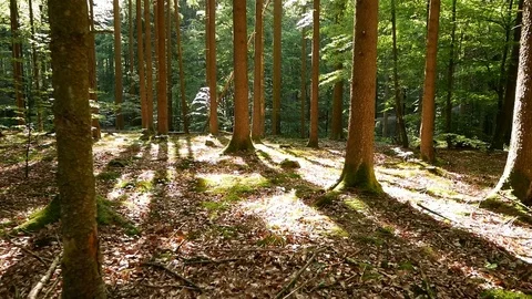 Long shadows while gliding through the forest Video stock 109270667