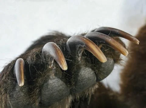 Long sharp claws of brown bear on the right front paw. Stock-Fotos