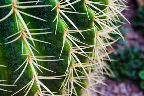 Long sharp spines of a cactus. macro photo Stock Photos