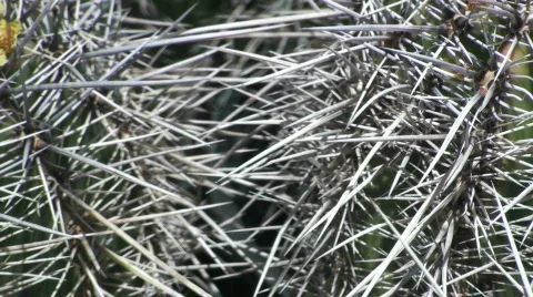 Long, Sharp Thorns Stock Footage