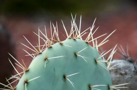 Long sharp thorns of a Opuntia Robusta cactus paddle Stock Photos