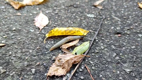 A long, shell-less snail with horns crawls along the ground. 스톡 동영상 318980674