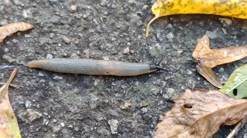 A long, shell-less snail with horns crawls along the ground and leaves. 스톡 동영상 318980741