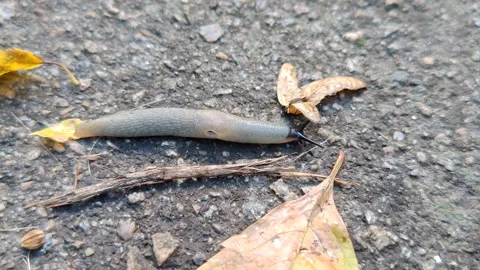 A long, shell-less snail with horns crawls about its business, close-up macro ph Stock Footage 318980750
