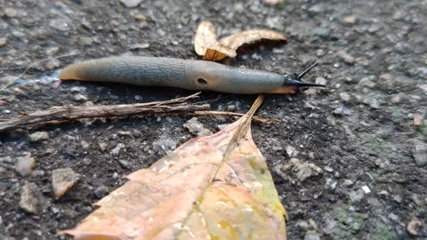A long, shell-less snail with horns crawls along the ground and leaves, close-up Stock Footage 318980759