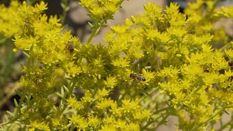 Long shoot, bees collects nectar Stock Footage 94485325