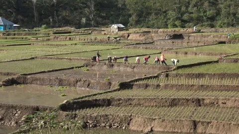 Long shot of 10 men and women planting rice on rice terraces, Flores Island Stock Footage 87066401