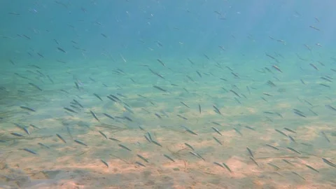 Long Shot of Amazing Small Fish Shoal Underwater View Stock Footage 150704232