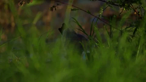 Long shot of black-winged lapwing feeding on shallow waters in Africa Stock Footage 252298172