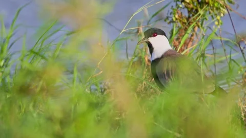 Long shot of black-winged lapwing directly looking at the camera in Africa Vídeo Stock 252298350