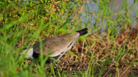 Long shot of black-winged lapwing looking feeding near muddy water in Africa Stock Footage 252298385