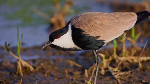 Long shot of black-winged lapwing standing still near mud in Africa Stock Footage 252298560