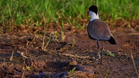 Long shot of black-winged lapwing standing on muddy ground in Africa Stock Footage 252298649