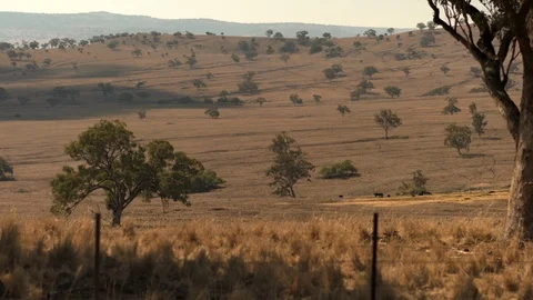 Long shot of cattle ranch during drought. Stock-Footage 94323340