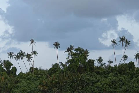 Long shot of coconut trees Stock Photos