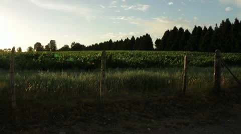 Long shot of corn field at sunset blowing in the wind 스톡 동영상 10765911