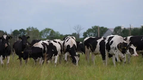 A long shot of cows grazing in a field and chewing grass Stock Footage 316959018