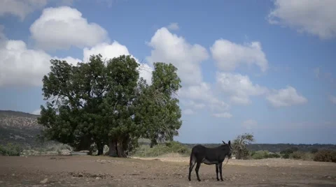 Long Shot of a Donkey in a field Stock Footage 69024618