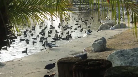 Long Shot of Ducks in a Lake Stock Footage 45919050
