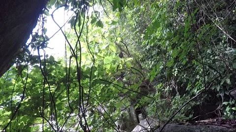 Long shot of dusky leaf monkey on the baccaurea fruit tree, Perhentian, Malaysia Stock Footage 156397156