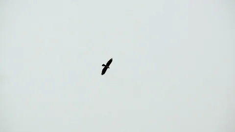 A long shot of an eagle flying on top of trees in slow motion. Stock Footage 121106360