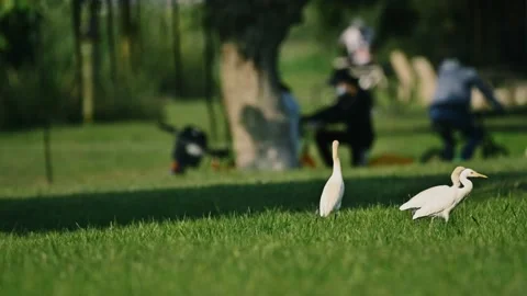 Long shot of egrets and human jogging in park Video stock 203165794