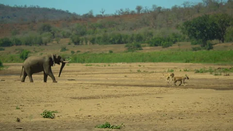 Long shot of an elephant chasing lions Stock Footage 311924049