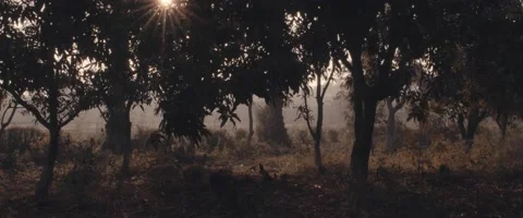 Long shot for empty forest in autumn at dusk Stock Footage 213090405