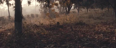 Long shot for empty forest in autumn at dusk Stock Footage 213102932